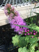 Liatris spicata Gayfeather, Purple, #1