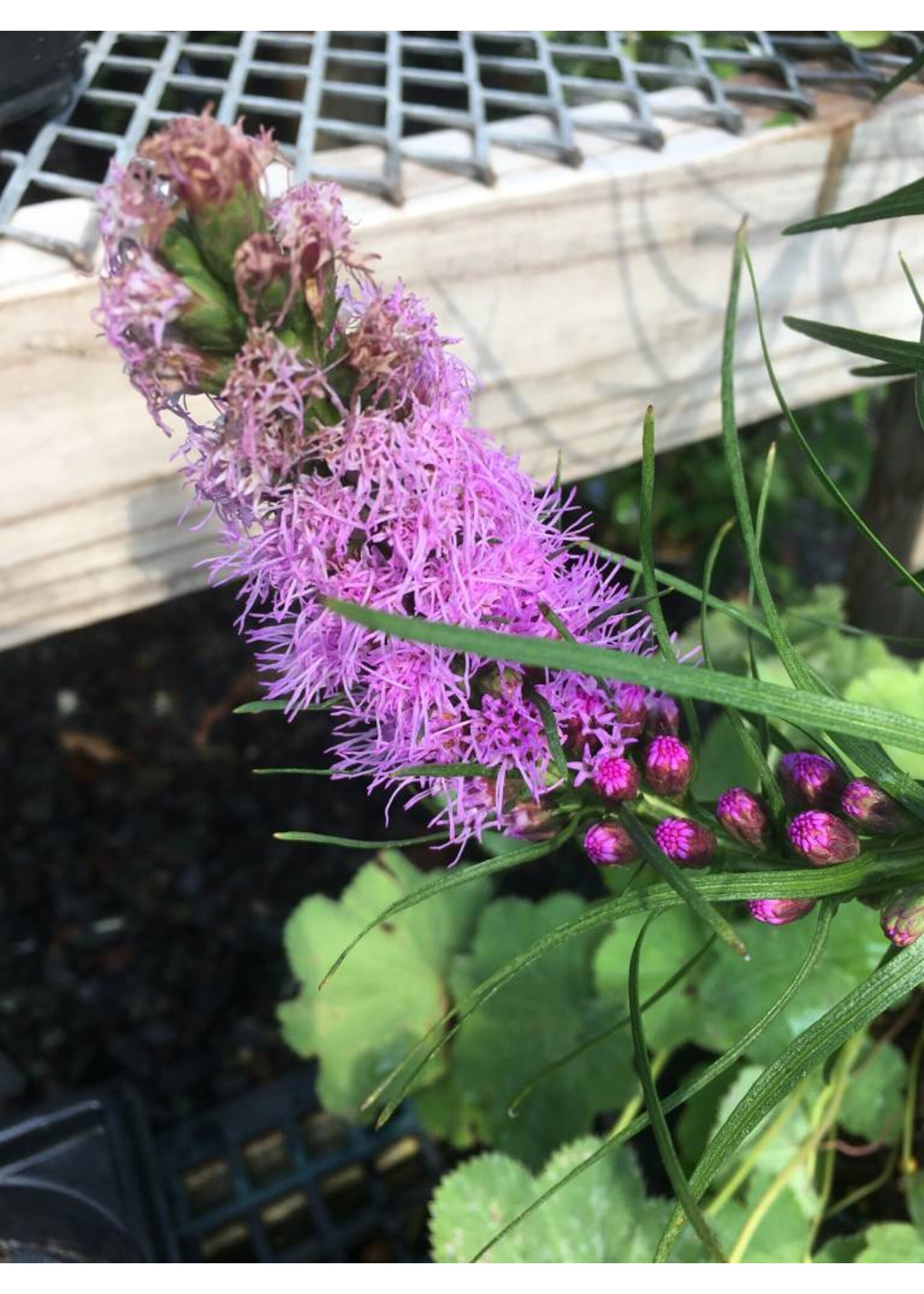 Liatris Spicata, Gayfeather #1