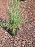 Schizachyrium scoparium Grass - Ornamental Little Bluestem, #1