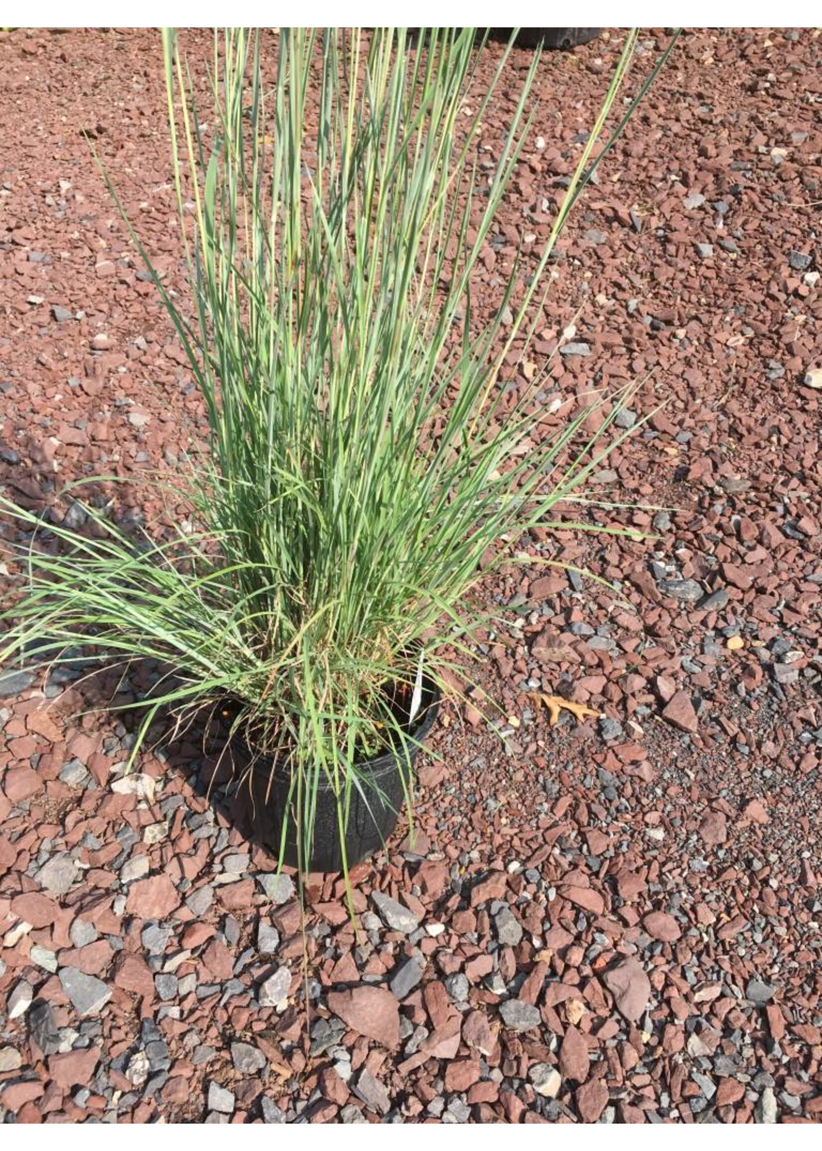 Schizachyrium scoparium Grass - Ornamental Little Bluestem, #1