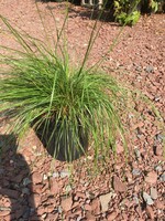 Sporobolus heterolepis Grass - Ornamental Prairie Dropseed, #1