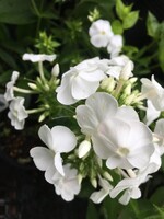 Phlox pan. David Phlox - Garden, David, #1