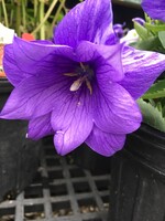 Platycodon gr. Astra Double Blue Balloon Flower, Astra Double Blue, #1
