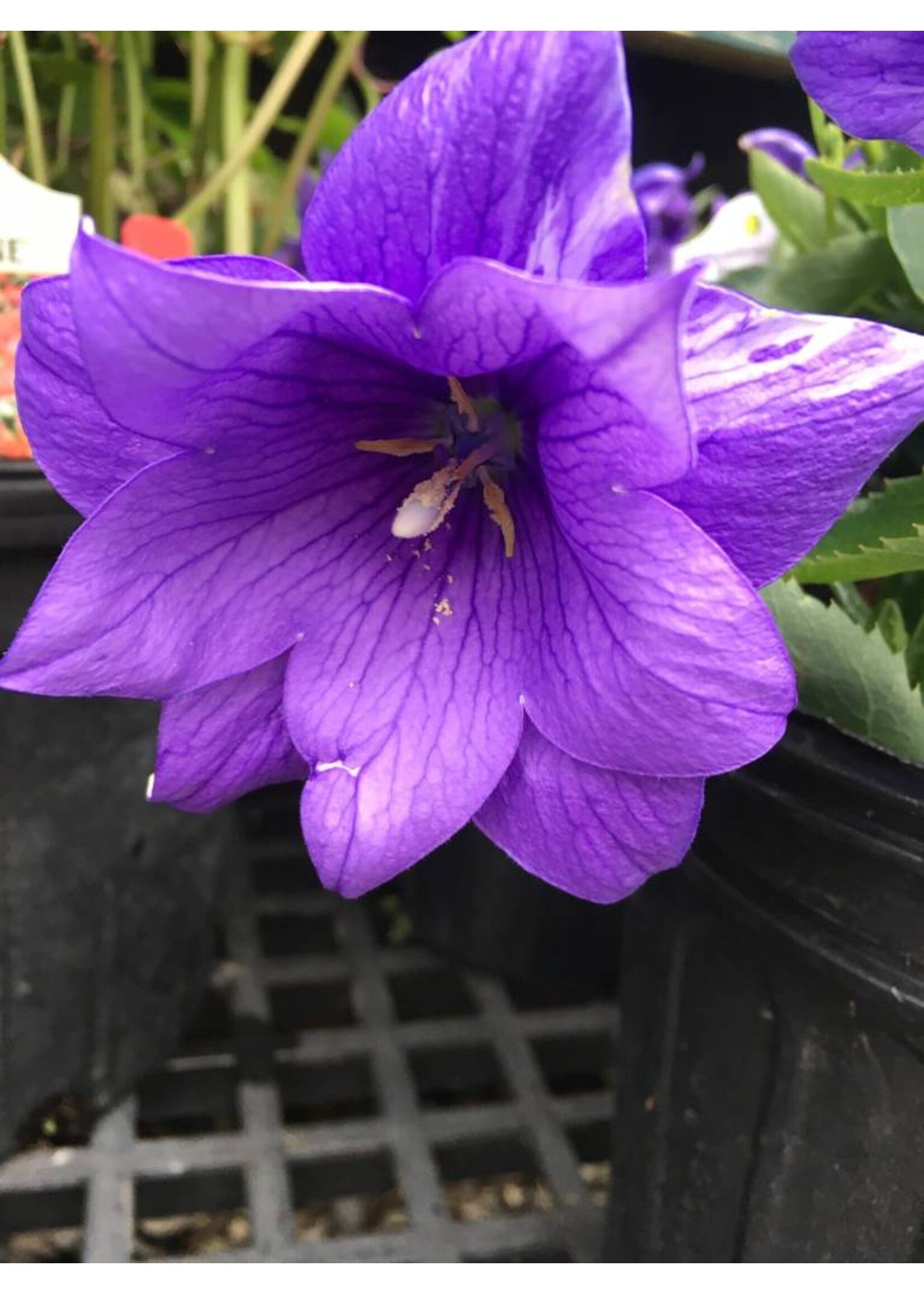 Platycodon gr. Astra Double Blue Balloon Flower, Astra Double Blue, #1