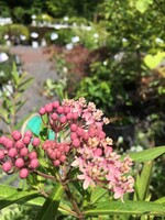 Asclepias syriaca Milkweed, Common, #1