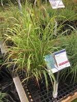 Panicum virgatum Shenandoah Grass - Ornamental Switch, Shenandoah, #1