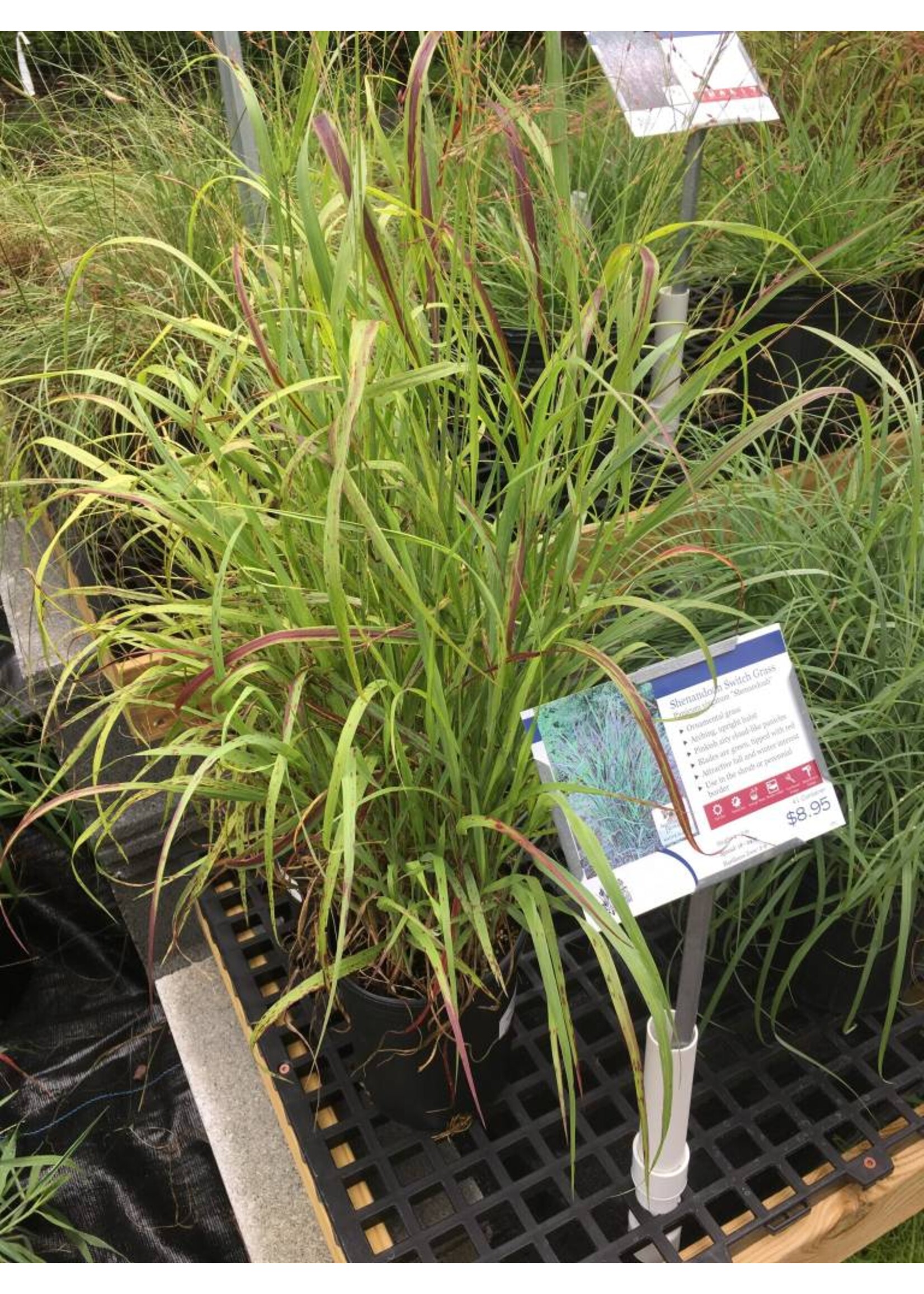 Panicum virgatum Shenandoah Grass - Ornamental Switch, Shenandoah, #1