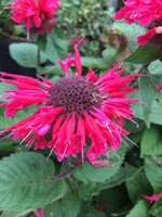 Monarda Bee-Happy- Bee Balm #1
