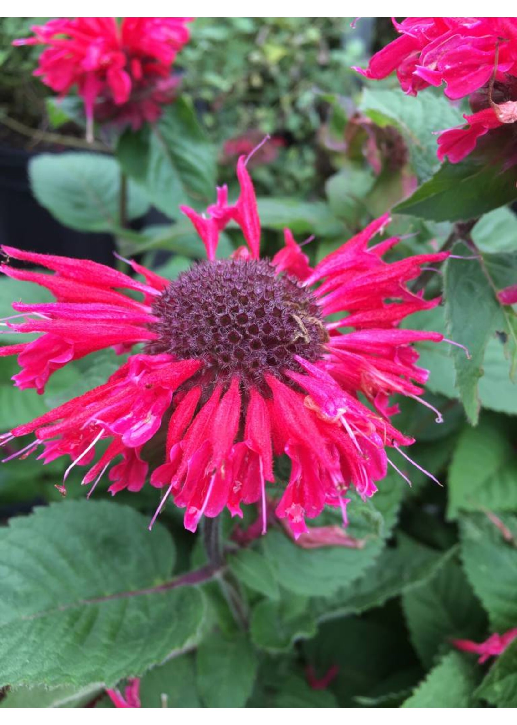 Monarda Bee-Happy- Bee Balm #1