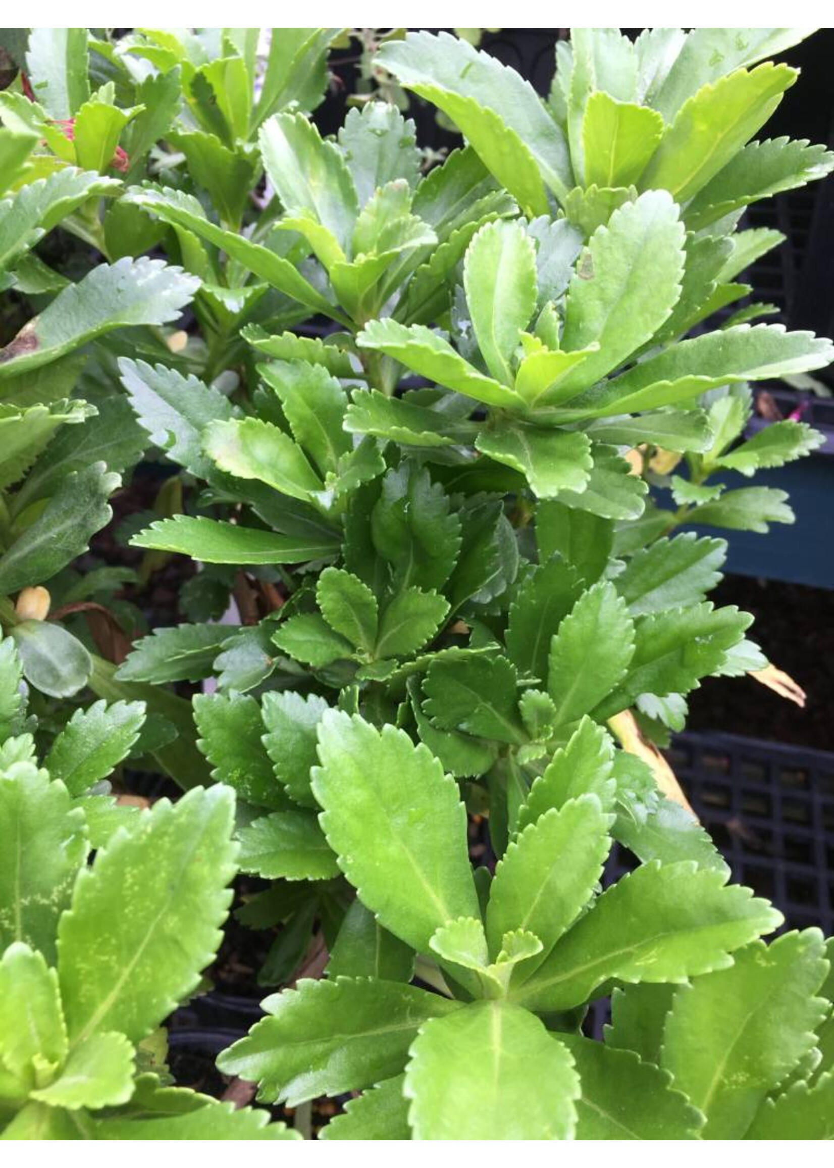 Nipponanthemum nipponicum Daisy - Montauk, #1