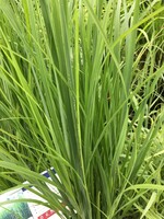 Panicum virgatum Northwind Grass - Ornamental Switch, Northwind, #2