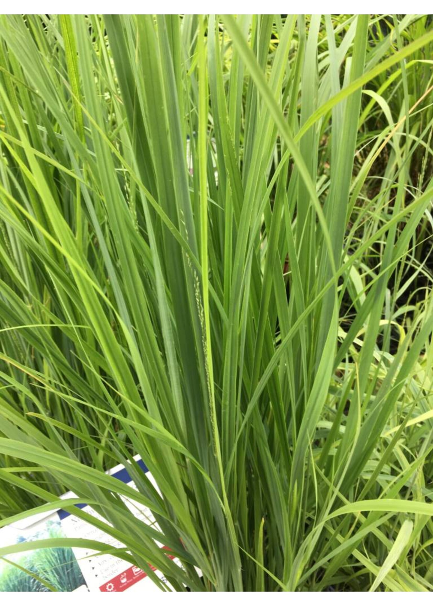 Panicum virgatum Northwind Grass - Ornamental Switch, Northwind, #2