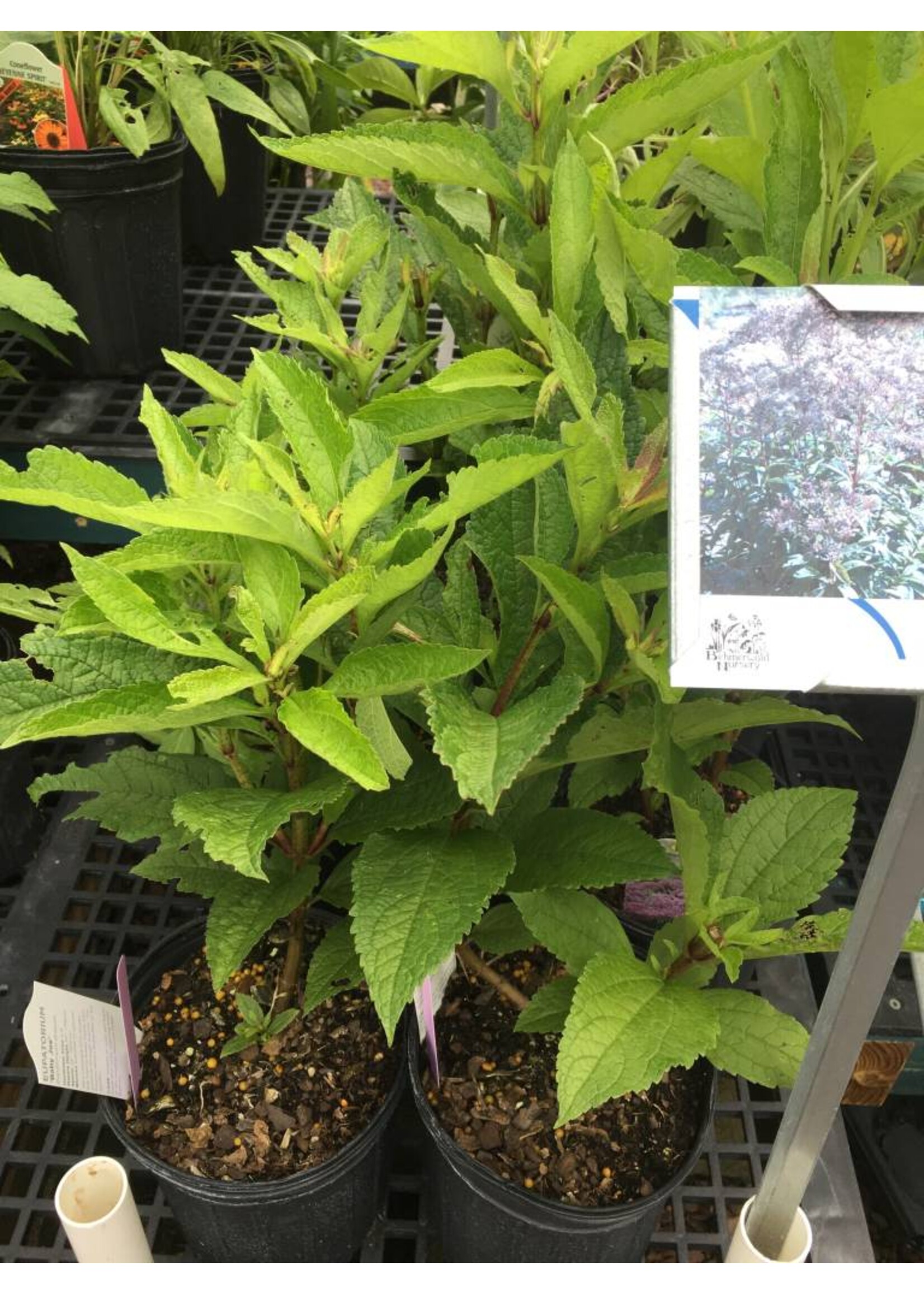 Eutrochium (Eupatorium) Baby Joe Joe Pye Weed, Baby Joe, #1