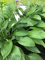 Hosta Hyacinthia Plantain Lily, Hyacinthia, #1