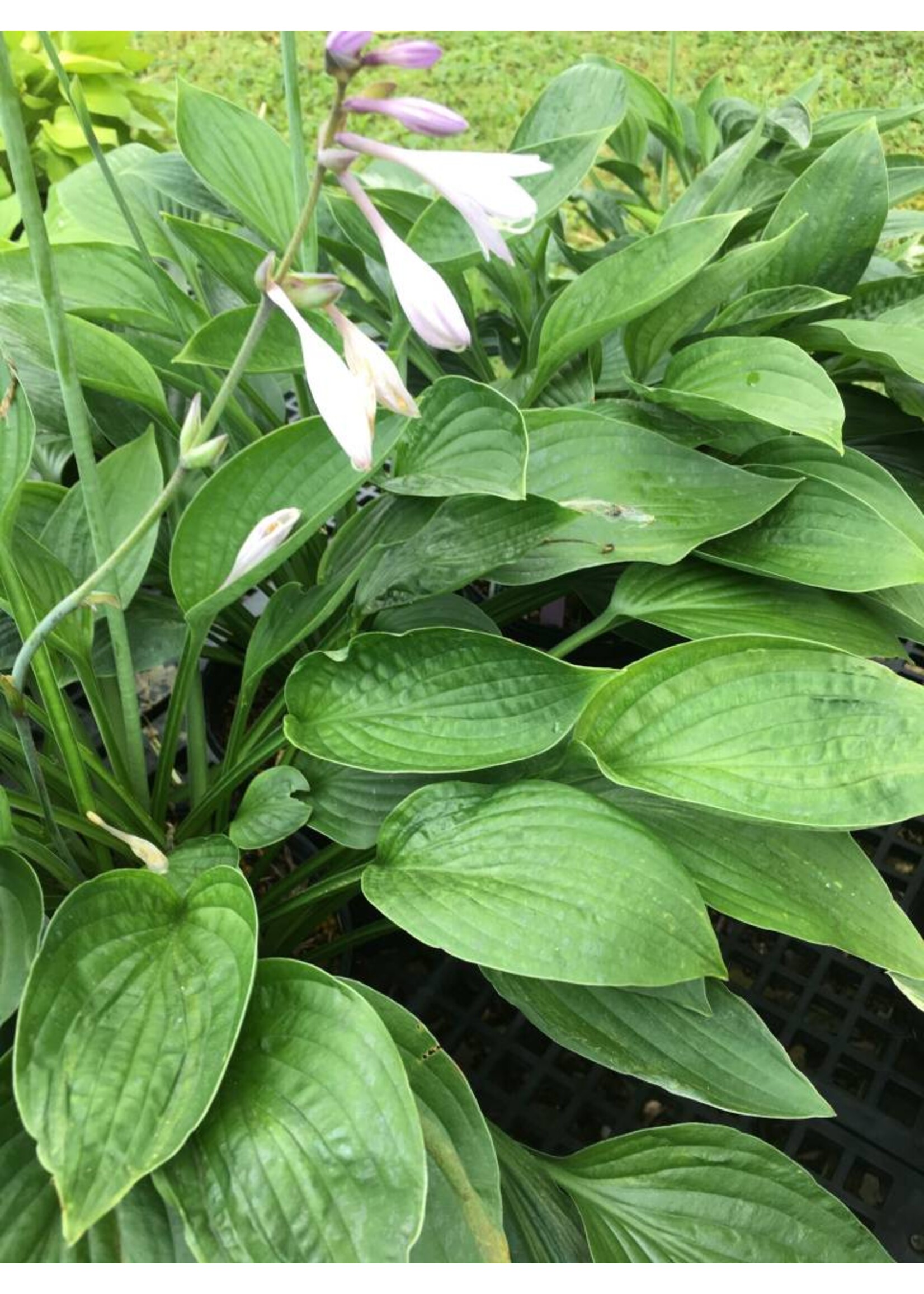 Hosta Hyacinthia Plantain Lily, Hyacinthia, #1
