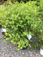 Viburnum den. Christom Viburnum - Arrowwood, Blue Muffin, #7