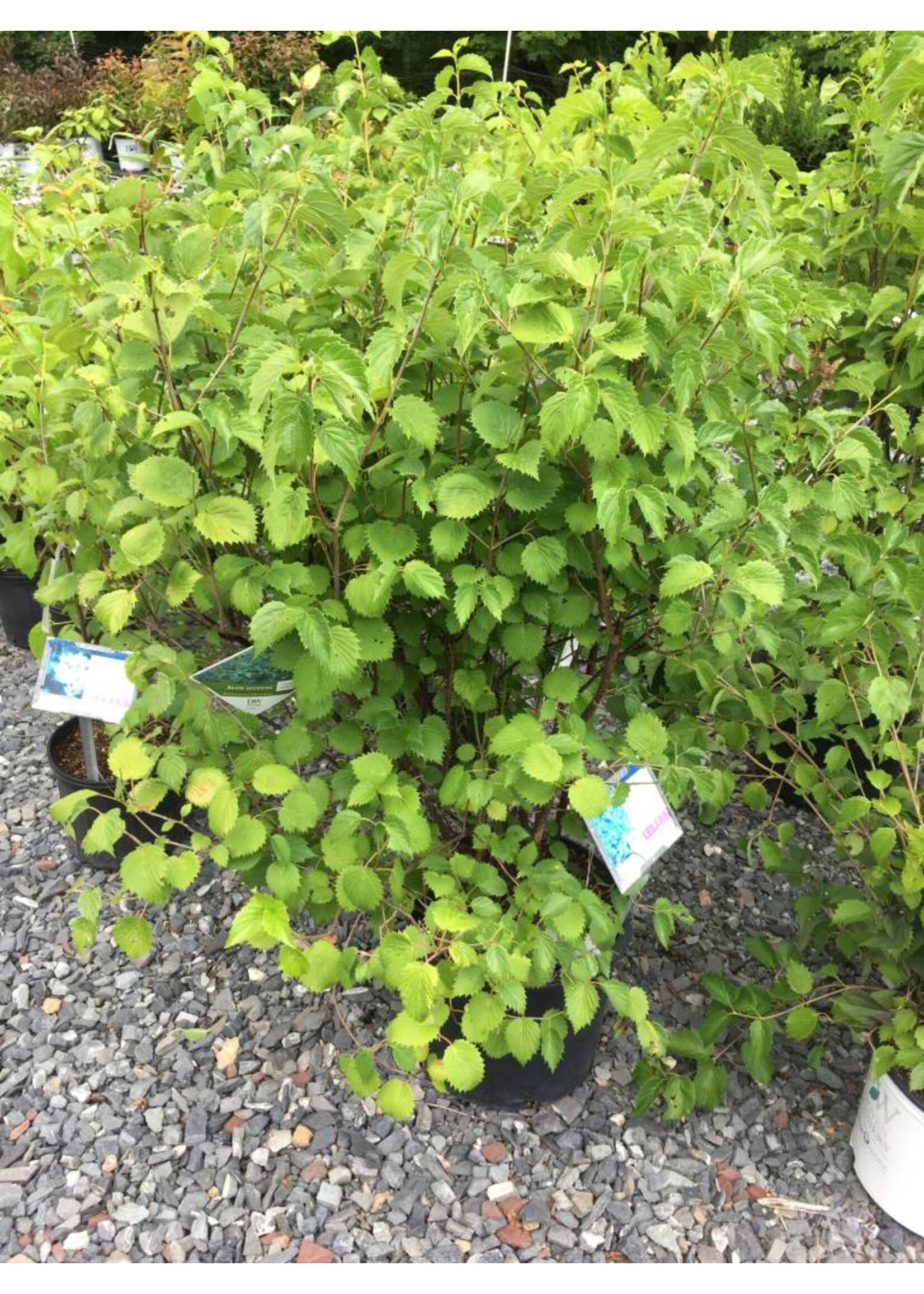 Viburnum den. Christom Viburnum - Arrowwood, Blue Muffin, #7