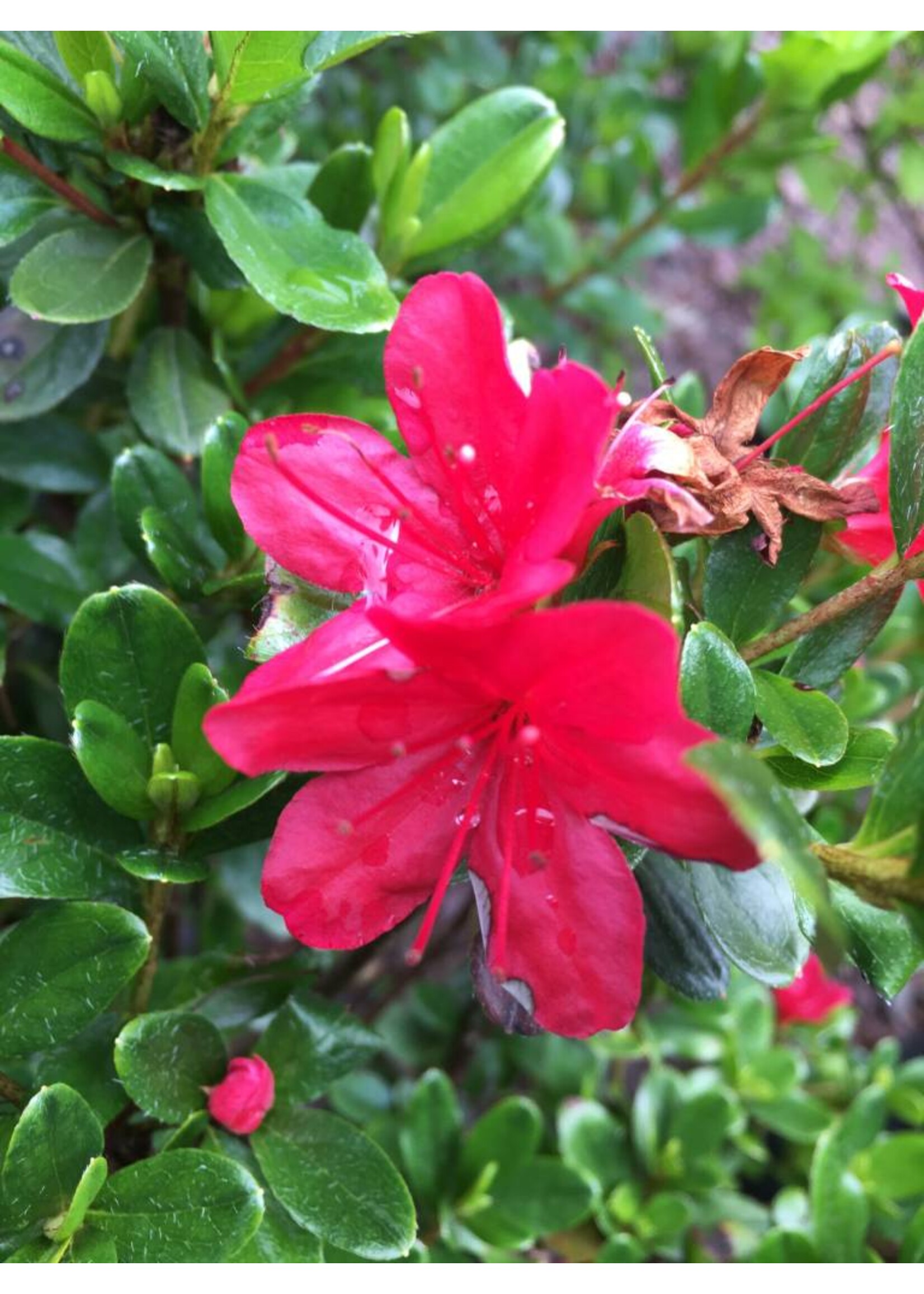 Azalea Hino Crimson #3 container