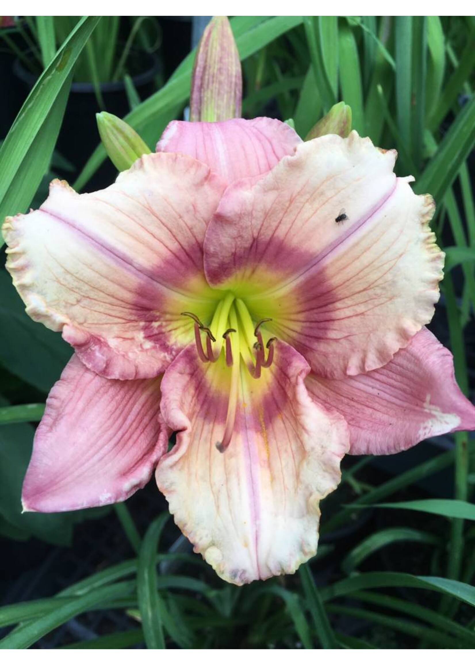 Hemerocallis Stephanie Returns, Daylily #1