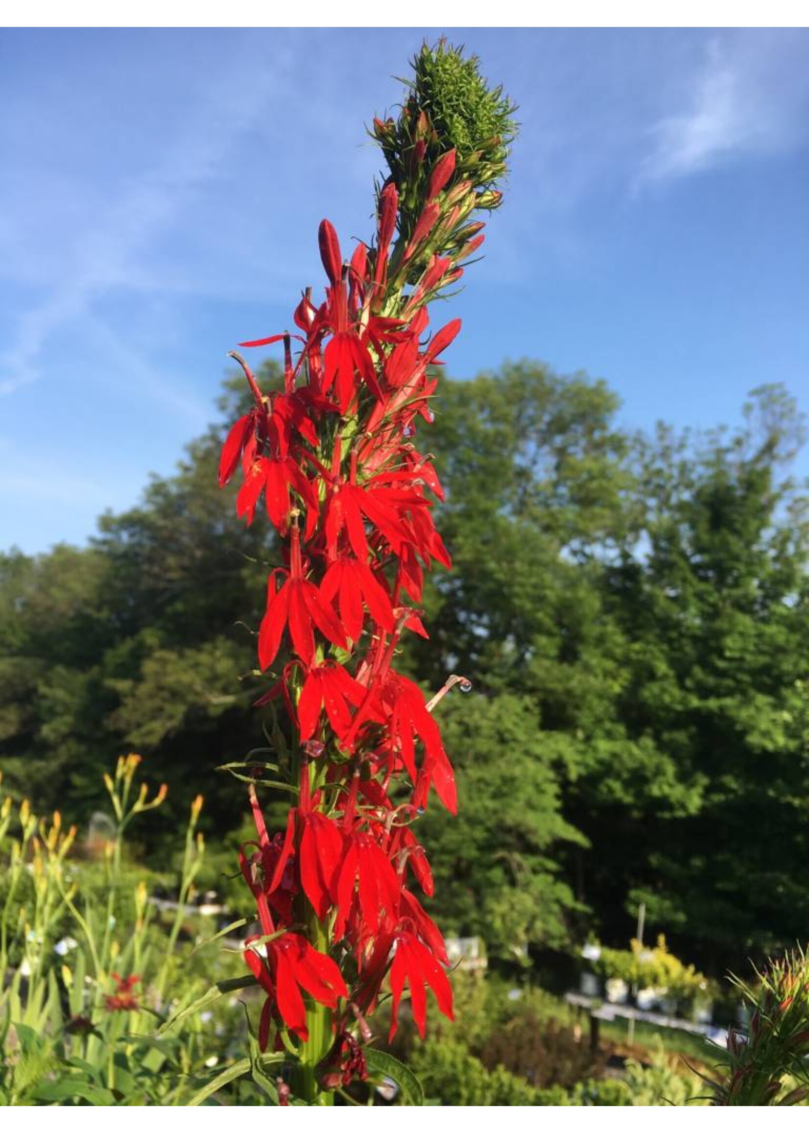 Lobelia cardinalis Cardinal Flower #1