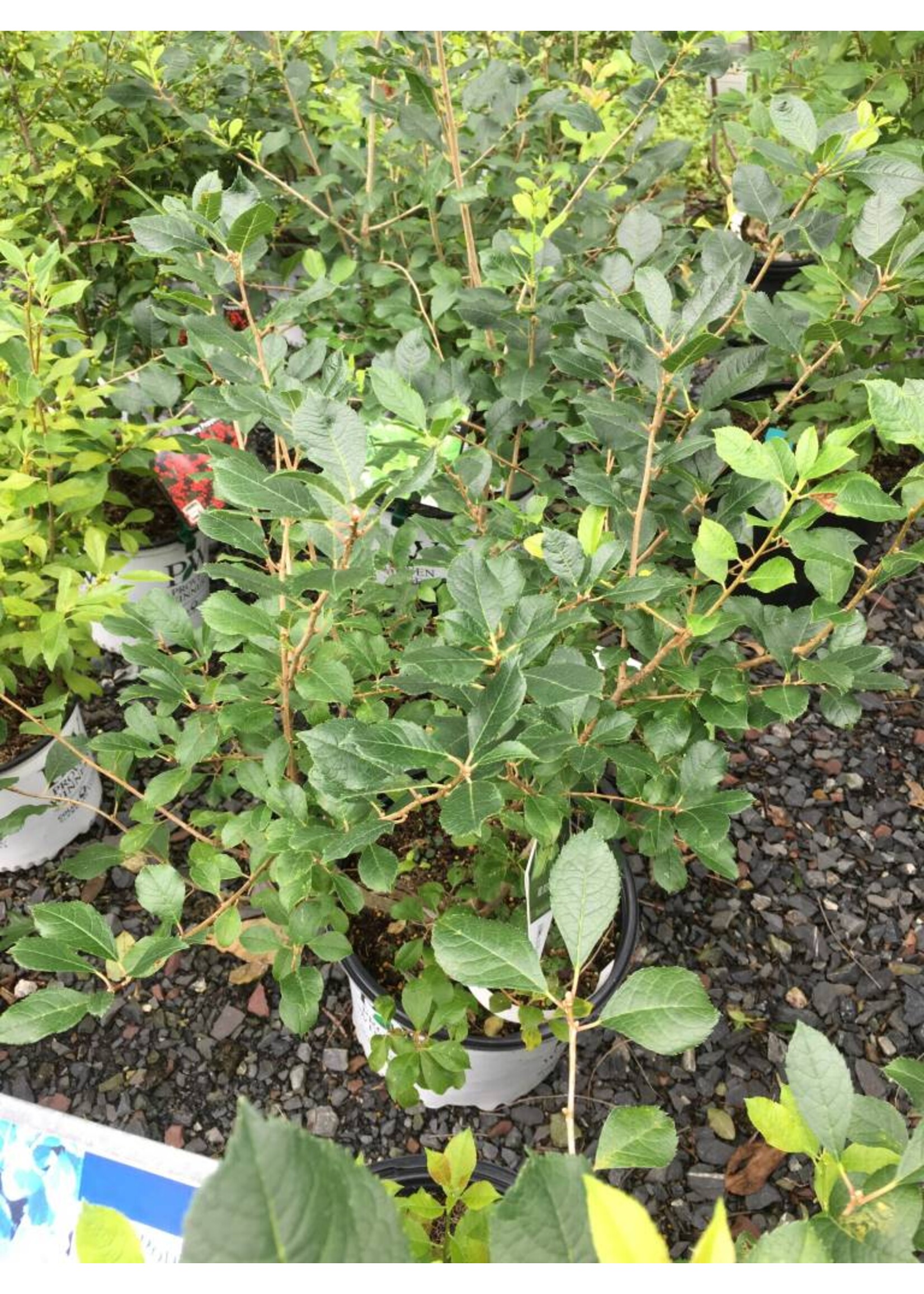 Ilex vert. FarrowMP Holly - Winterberry, Mr.Poppins, #3