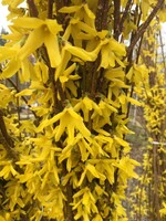 Forsythia x inter.  Forsythia, #3 container