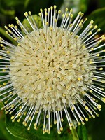 Cephalanthus occ.  Buttonbush, #3