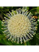 Cephalanthus occ.  Buttonbush, #3