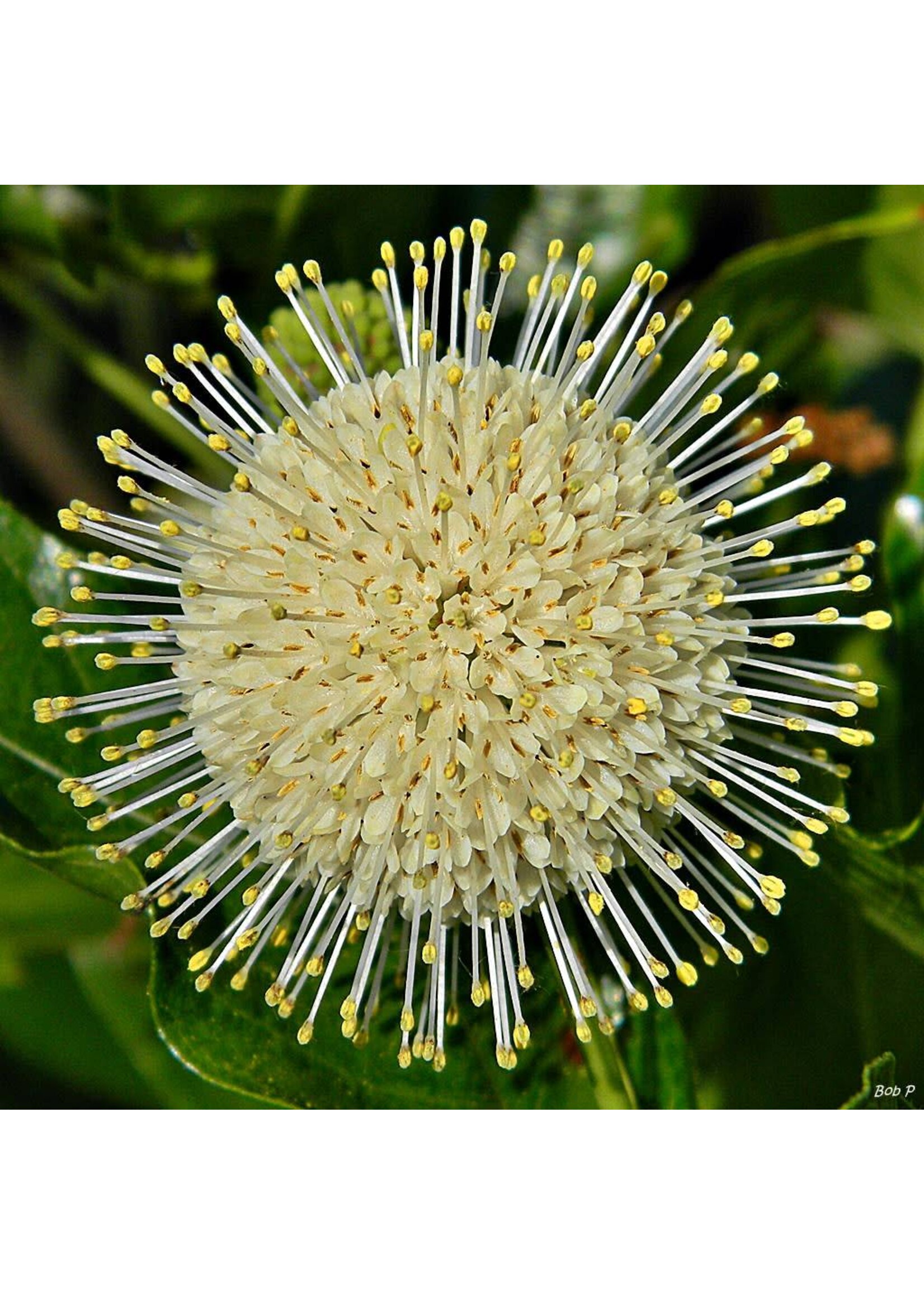Cephalanthus occ.  Buttonbush, #3