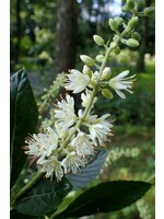 Clethra aln. Hummingbird Summersweet, Hummingbird, #3