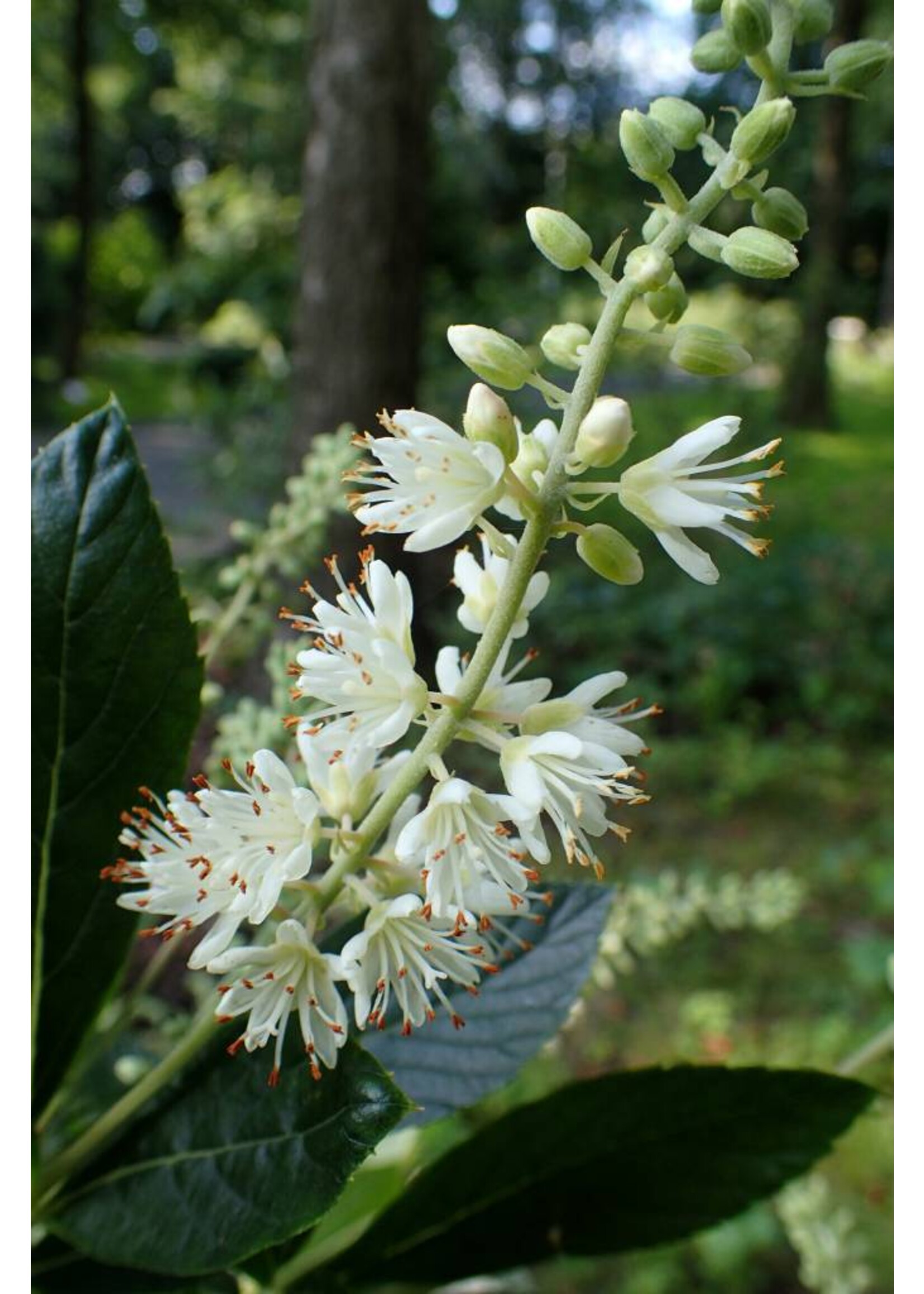 Clethra aln. Hummingbird Summersweet, Hummingbird, #3