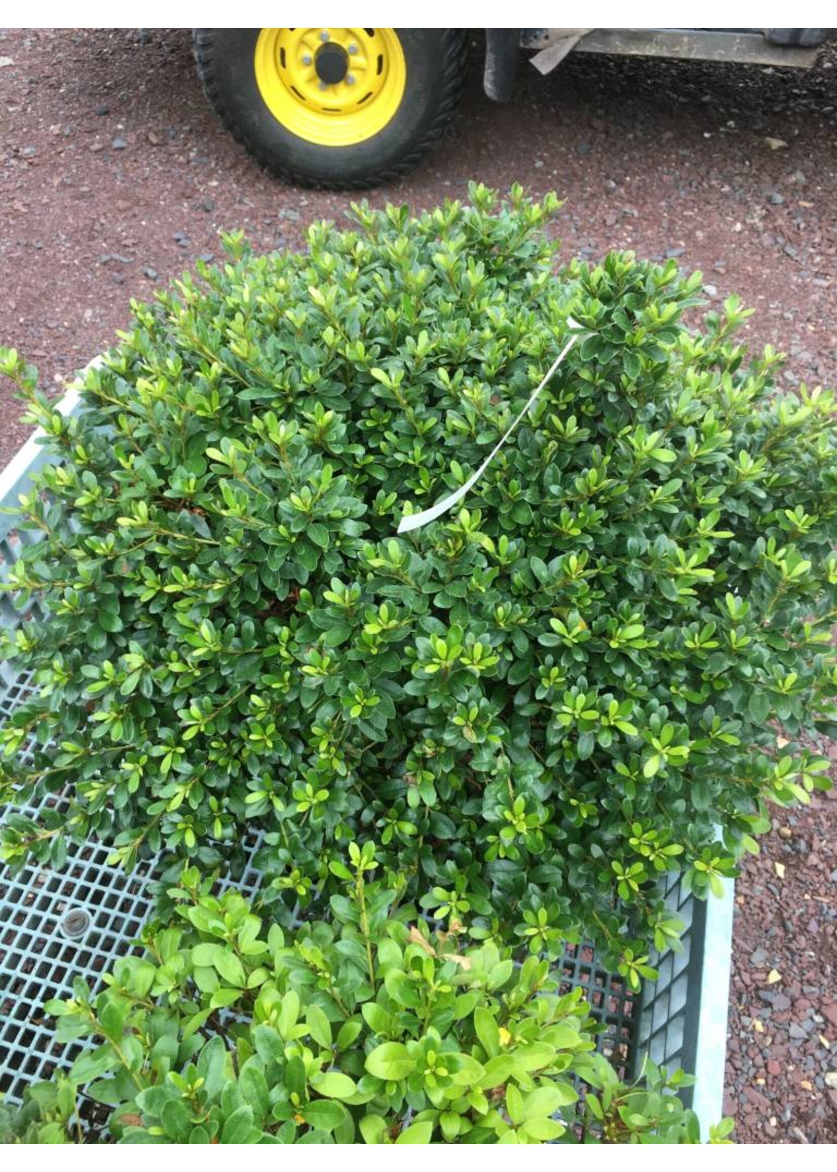 Azalea Gumpo Pink Azalea, Gumpo Pink Dwarf, #3