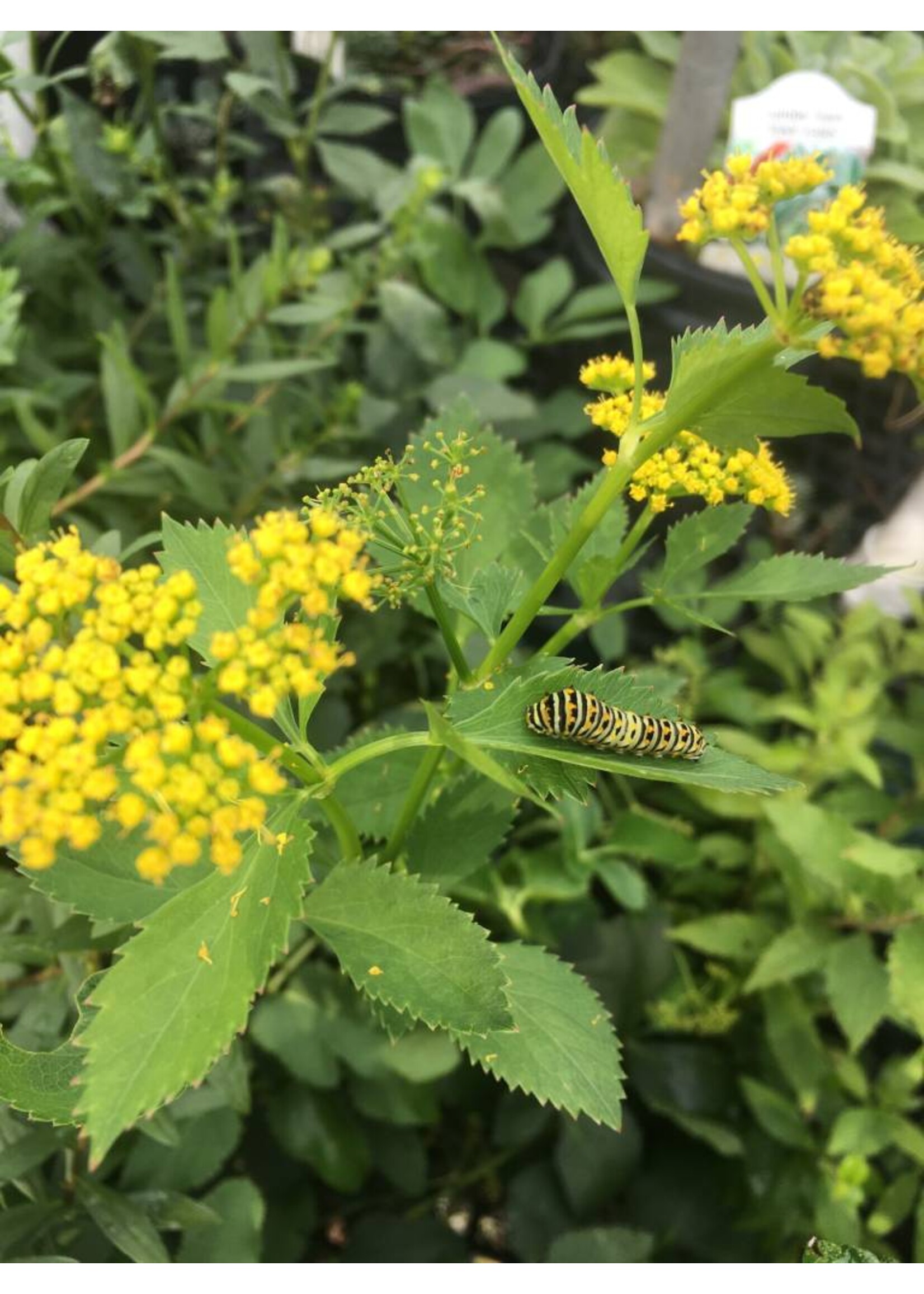 Zizia aurea, Golden Alexander