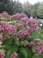 Eupatorium Phantom , Joe Pye Weed #1 container