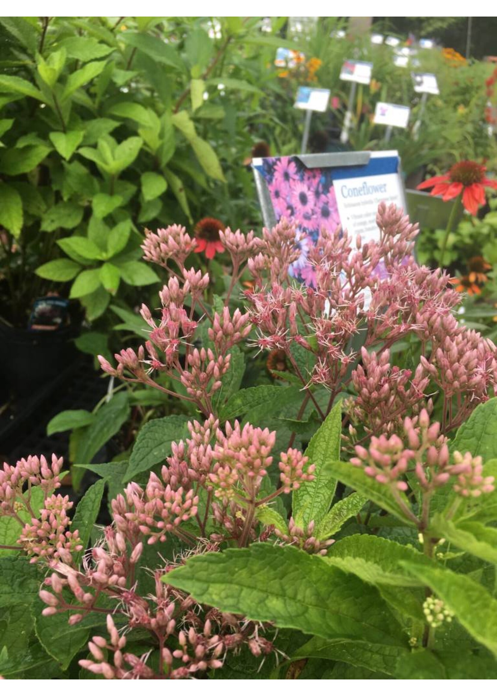 Eutrochium (Eupatorium) Baby Joe Joe Pye Weed, Baby Joe, #1