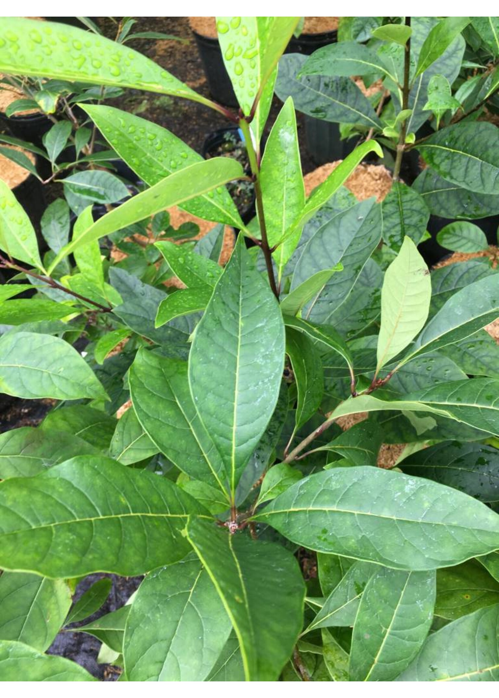 Chionanthus virginicus Fringetree - White, #3