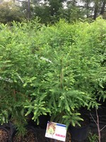 Taxodium distichum Baldcypress, #3