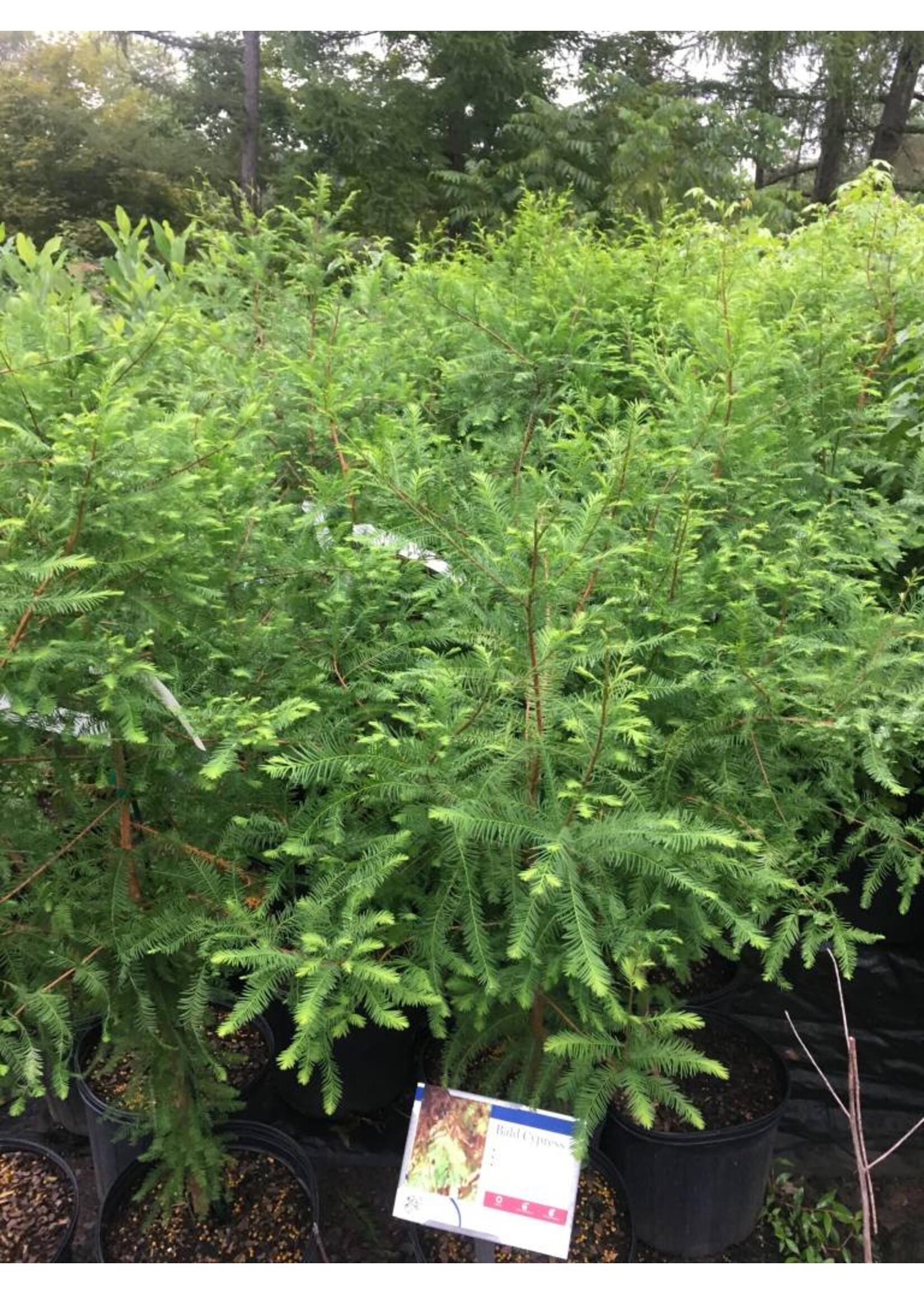 Taxodium distichum Baldcypress, #3