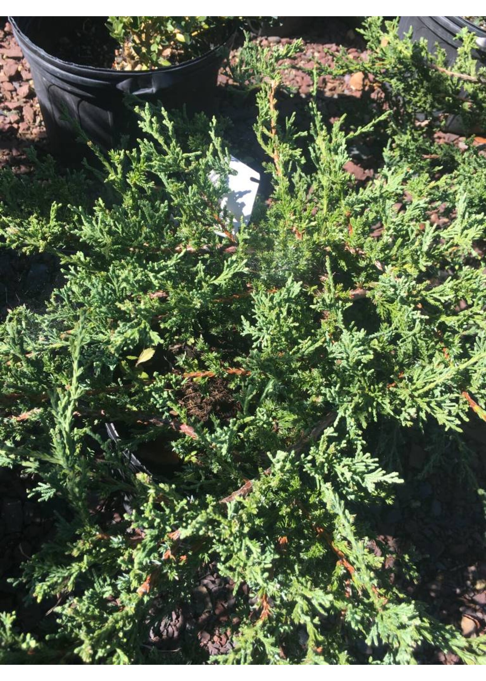 Juniperus chin. var. sargentii Juniper - Chinese, sargentii ground cover, #3