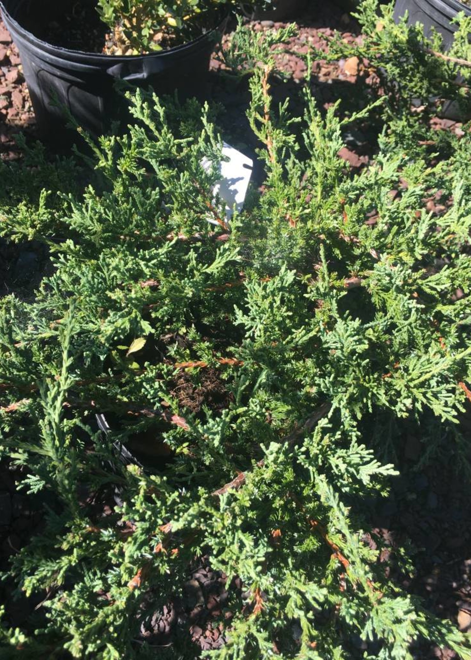 Juniperus chin. var. sargentii Juniper - Chinese, sargentii ground cover, #3