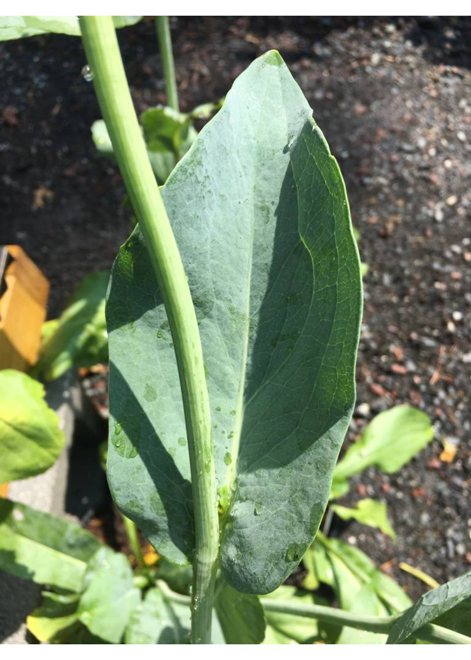 Rudbeckia Maximum, Giant Coneflower #2 container