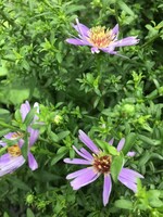 Symphyotrichum/Aster cordifolius Aster, Blue Wood, #1