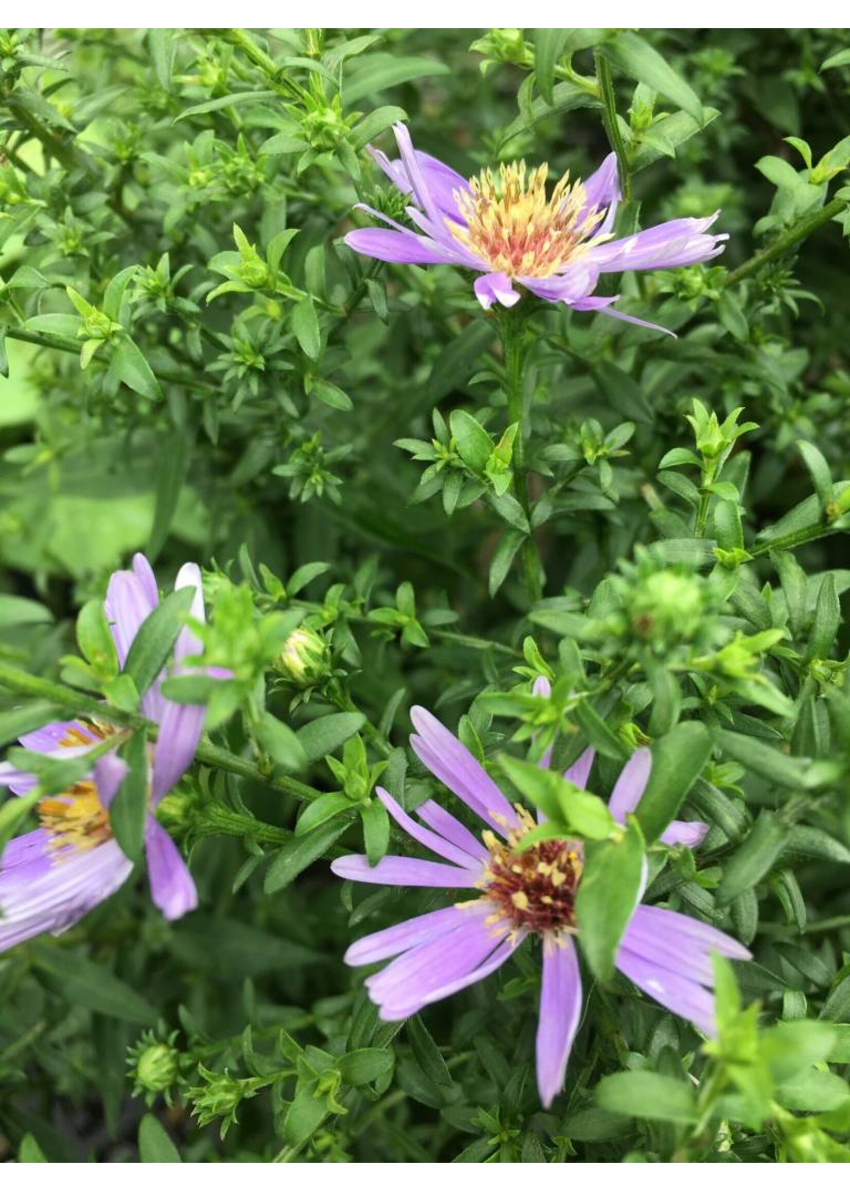 Symphyotrichum/Aster cordifolius Aster, Blue Wood, #1