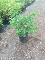 Viburnum dentatum, Arrowood Viburnum #3 container