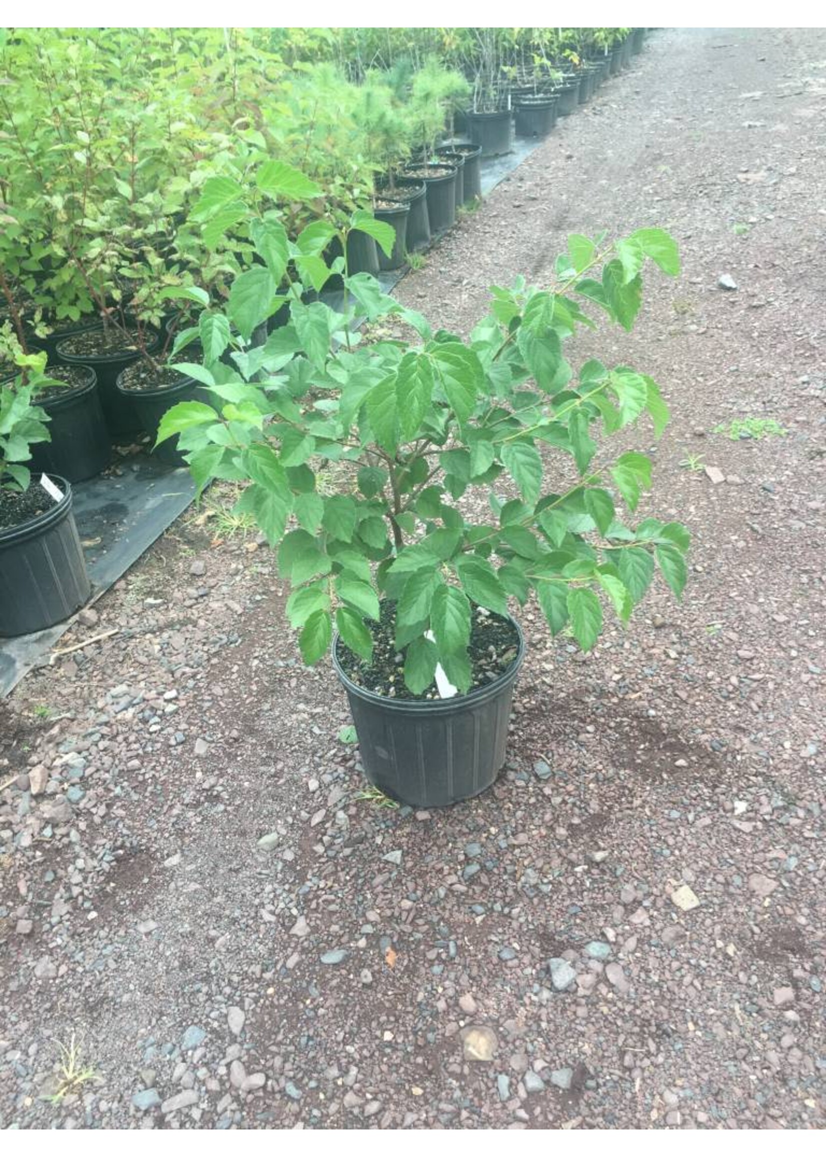 Viburnum dentatum, Arrowood Viburnum #3 container