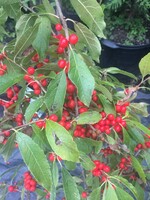 Rain Garden Ilex vert. FarrowBP Holly - Winterberry, Berry Poppins, #3