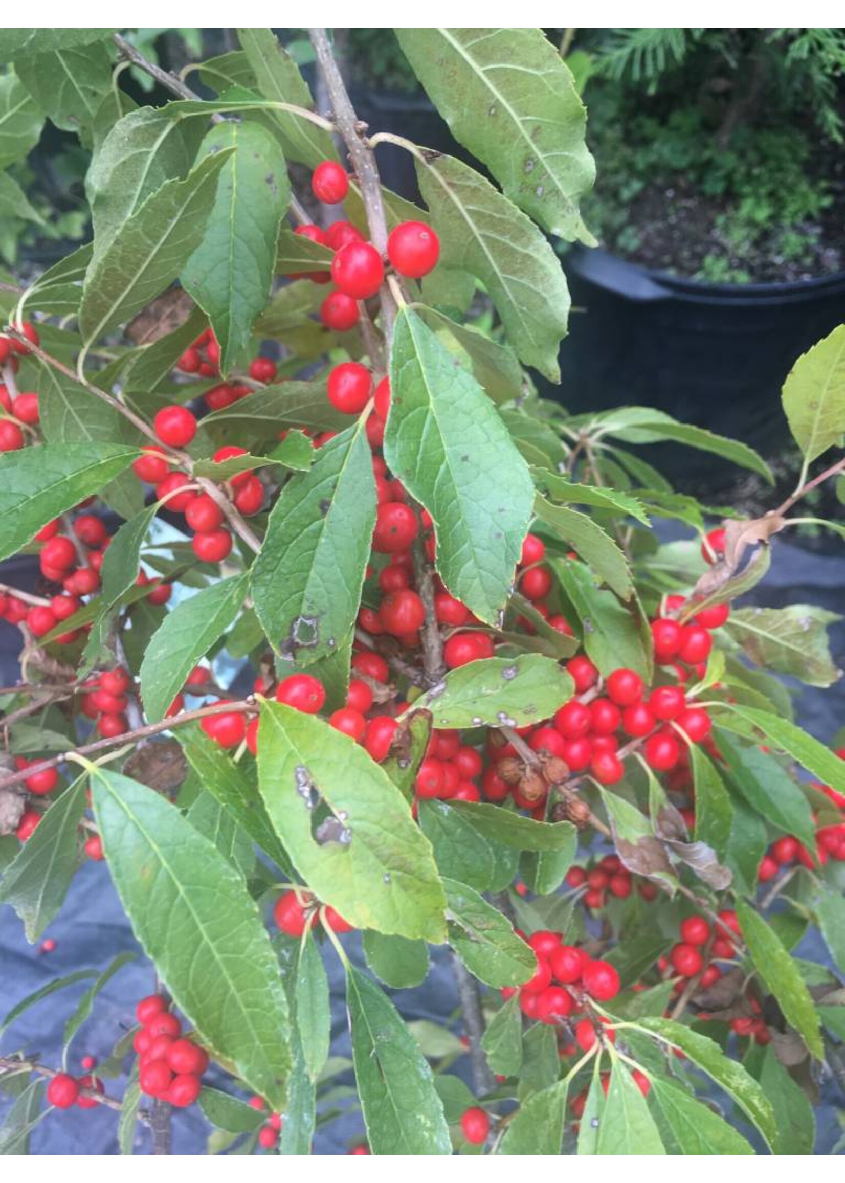 Rain Garden Ilex vert. FarrowBP Holly - Winterberry, Berry Poppins, #3