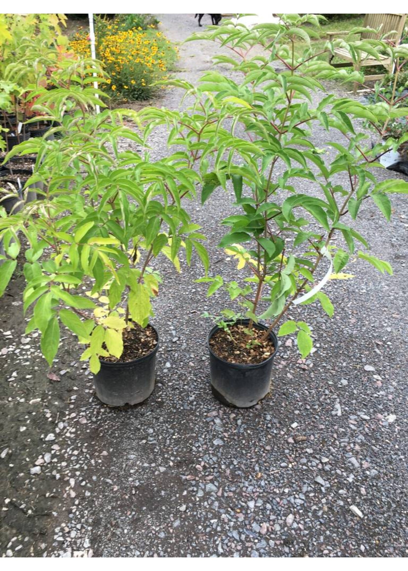 Sambucus canadensis, Elderberry #3 container