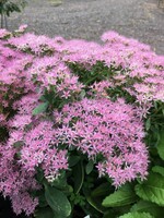 Sedum x Autumn Joy Stonecrop, Autumn Joy, #1