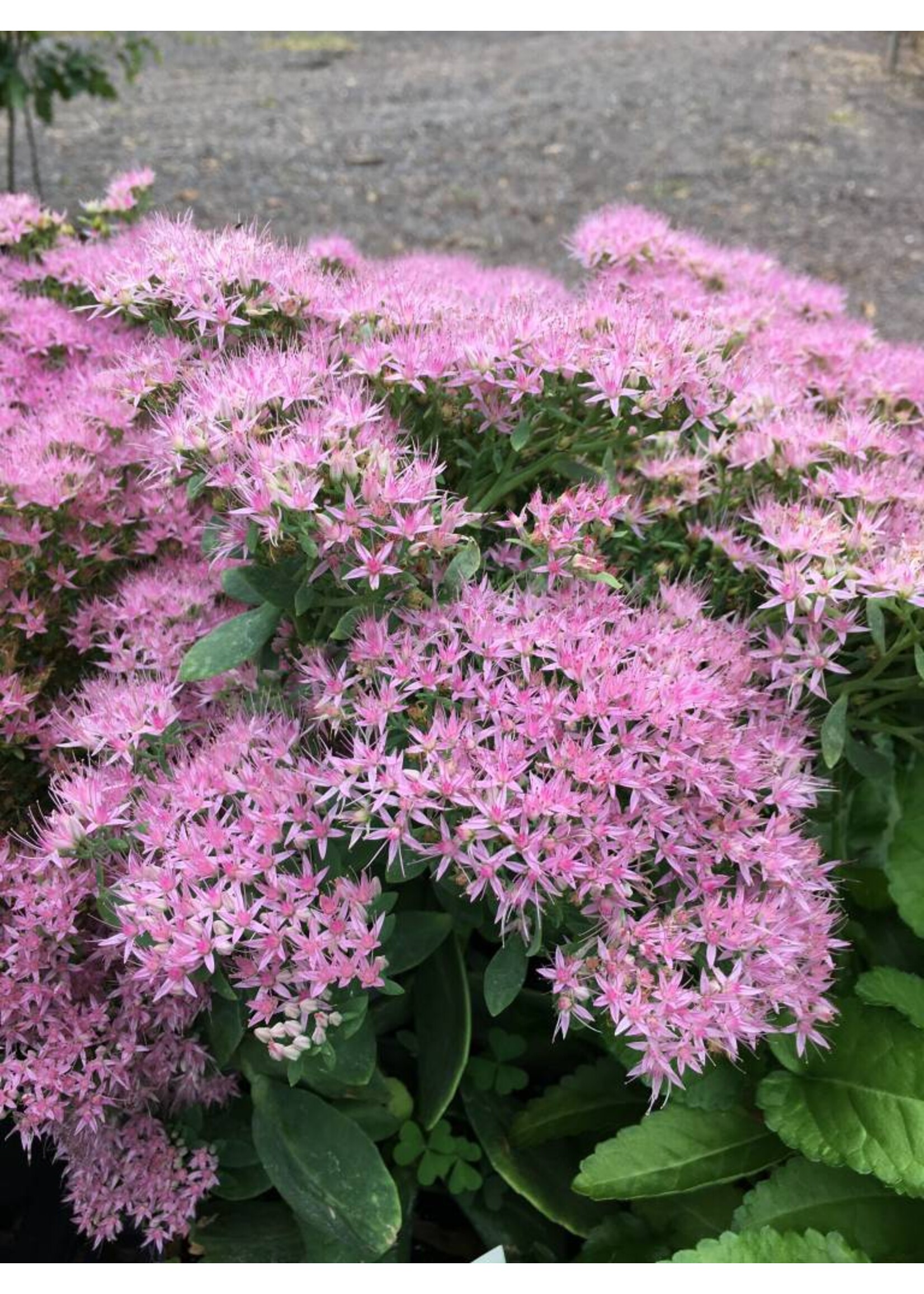 Sedum x Autumn Joy Stonecrop, Autumn Joy, #1